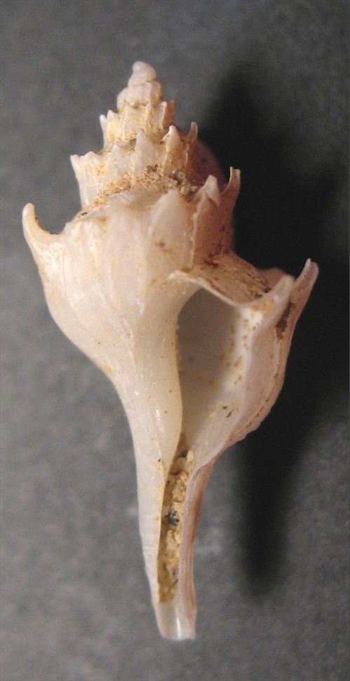 Trophonopsis droueti, e Pagodula fraseri